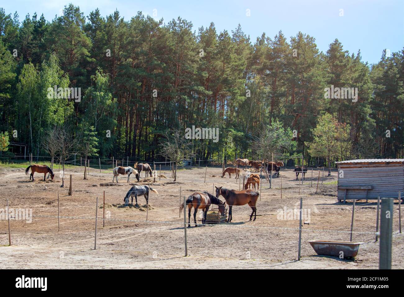 Horses feeding on ranch. Horses eating hay on the farm Stock Photo Alamy