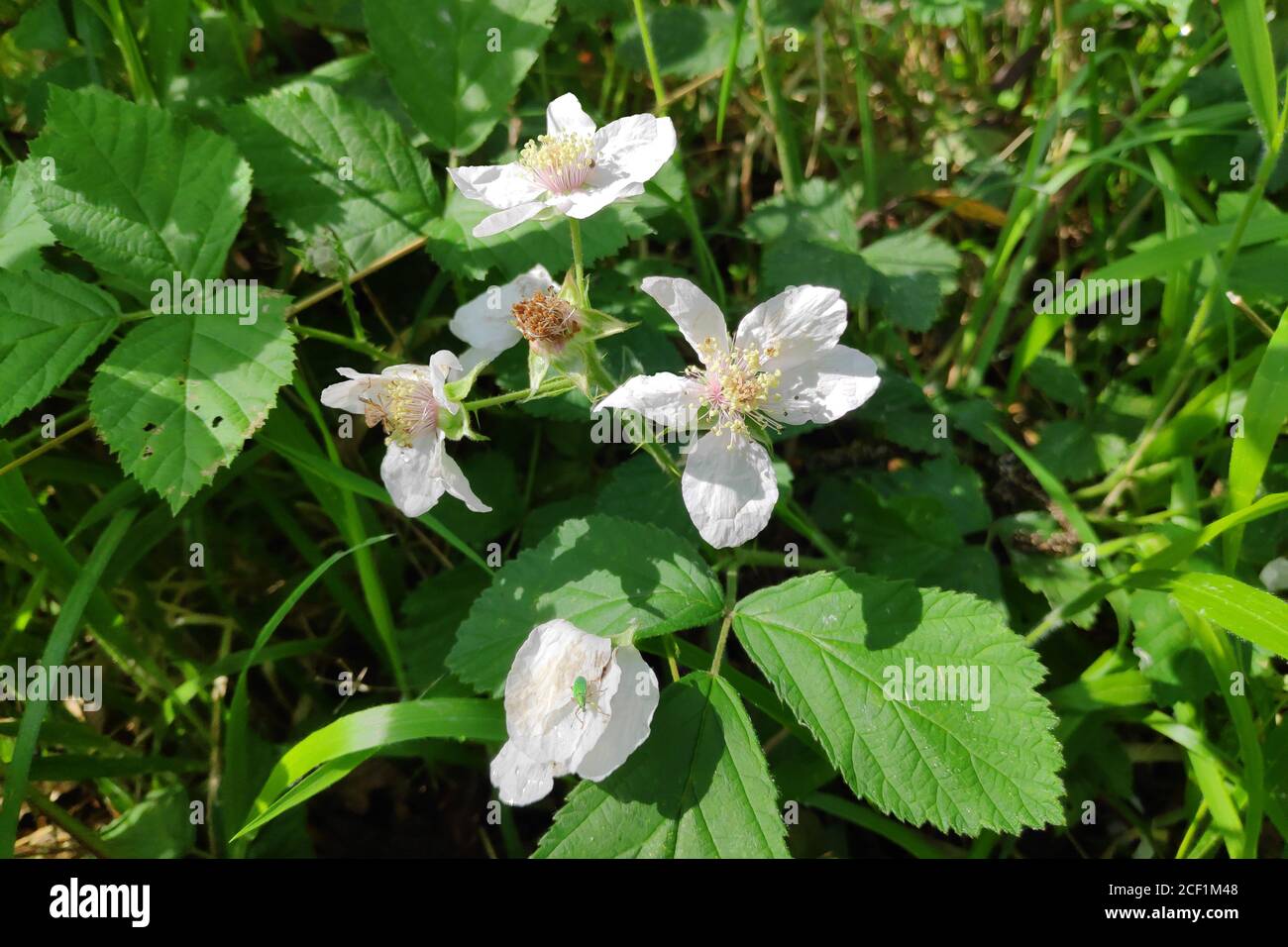 Insects on white blackberry flowers. Stock Photo