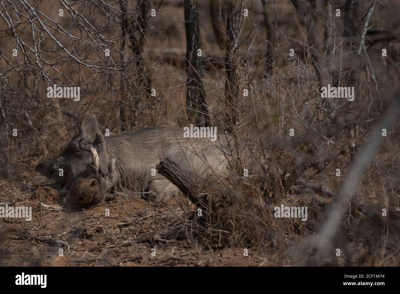 A warthog sleeping out in the middle of the day, not in a burrow Stock Photo