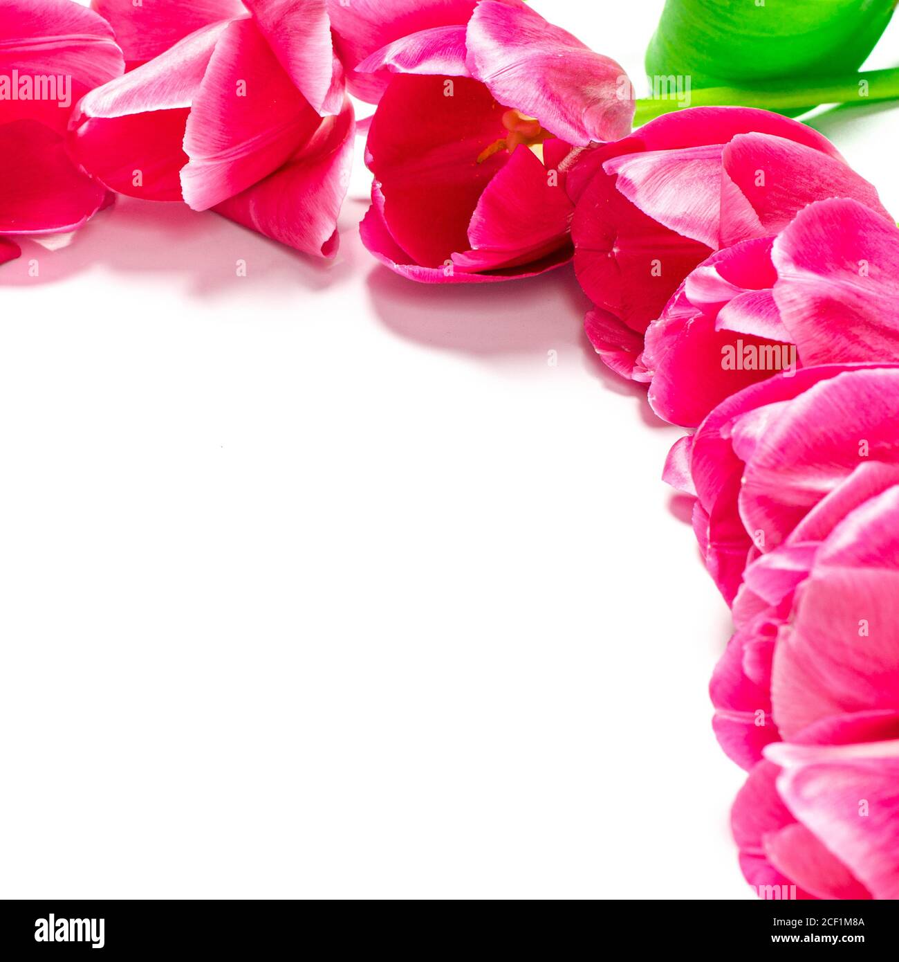 Pink tulips with green leaves lie on a white background Stock Photo - Alamy