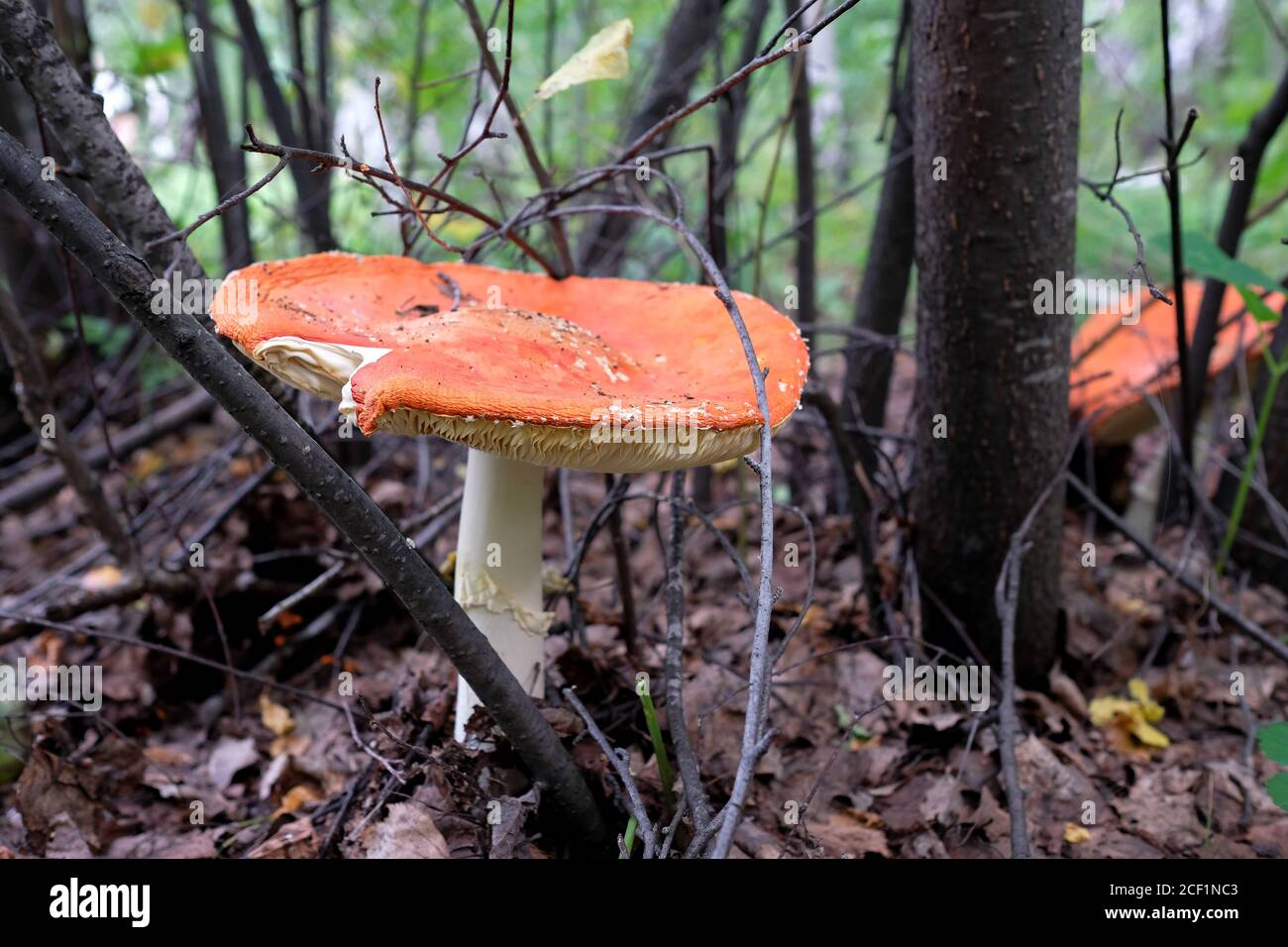 Amanita in the forest. A large poisonous mushroom in the forest. Branches, leaves, dark background are visible. Stock Photo