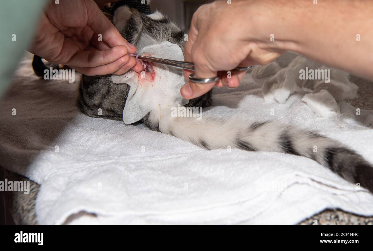 A young male cat being castrated Stock Photo - Alamy