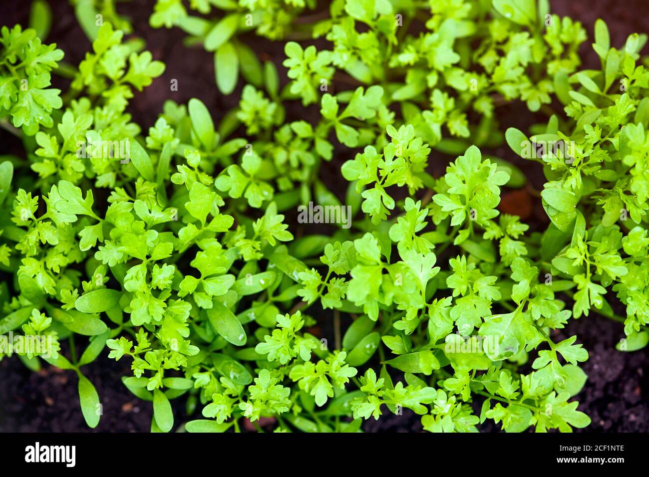 Green organic garden cress grows outdoors. Close-up Stock Photo