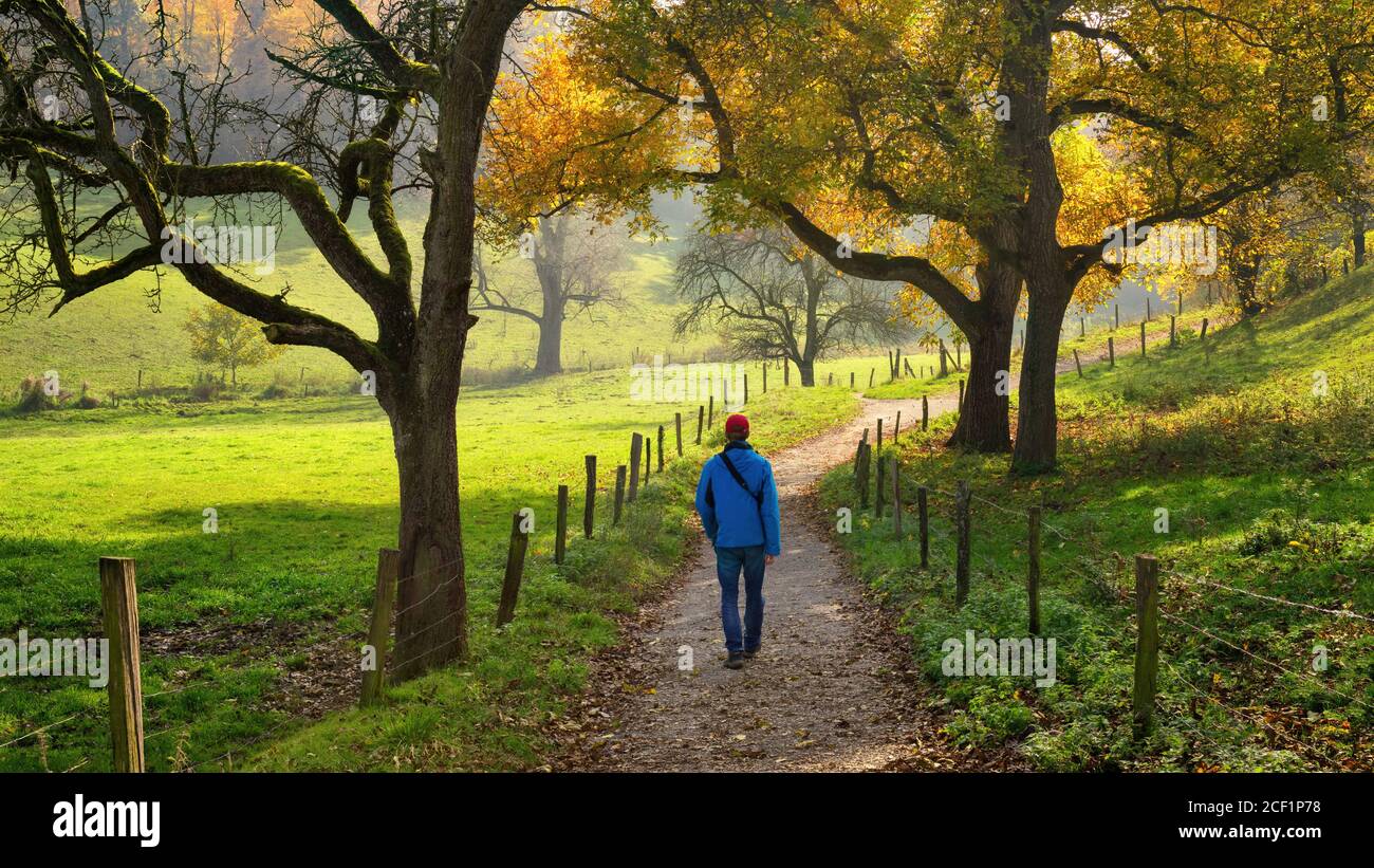 Man enjoying a relaxing walk through the beautiful countryside, with green meadows and autumn trees surrounding the pathway Stock Photo