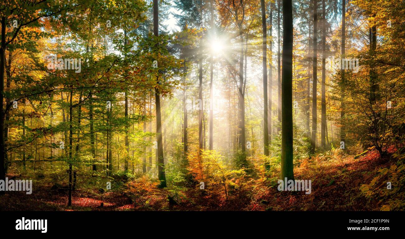 Sunny forest scenery in autumn with sun rays falling through wafts of mist and illuminating the colorful foliage Stock Photo
