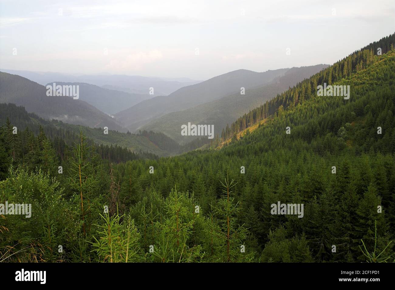 Romania, Carpathians, green hazy hills. Rumänien, Karpaten, grüne, dunstige Hügel. Rumania, Cárpatos, verdes colinas brumosas. Zamglone wzgórza. Stock Photo