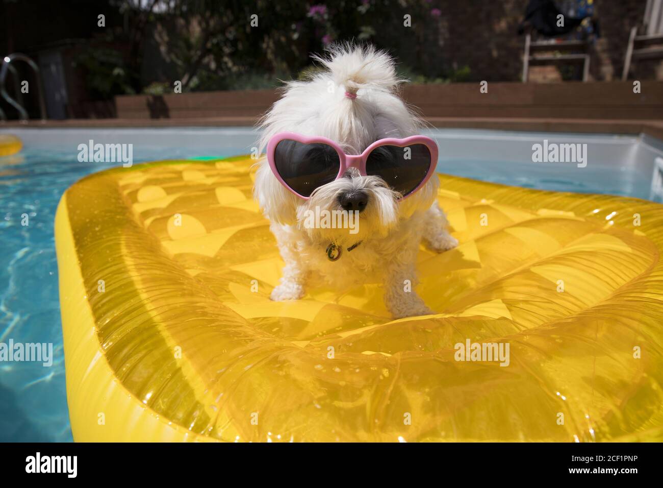 Portrait cute dog in heart shape sunglasses on pool raft Stock Photo ...