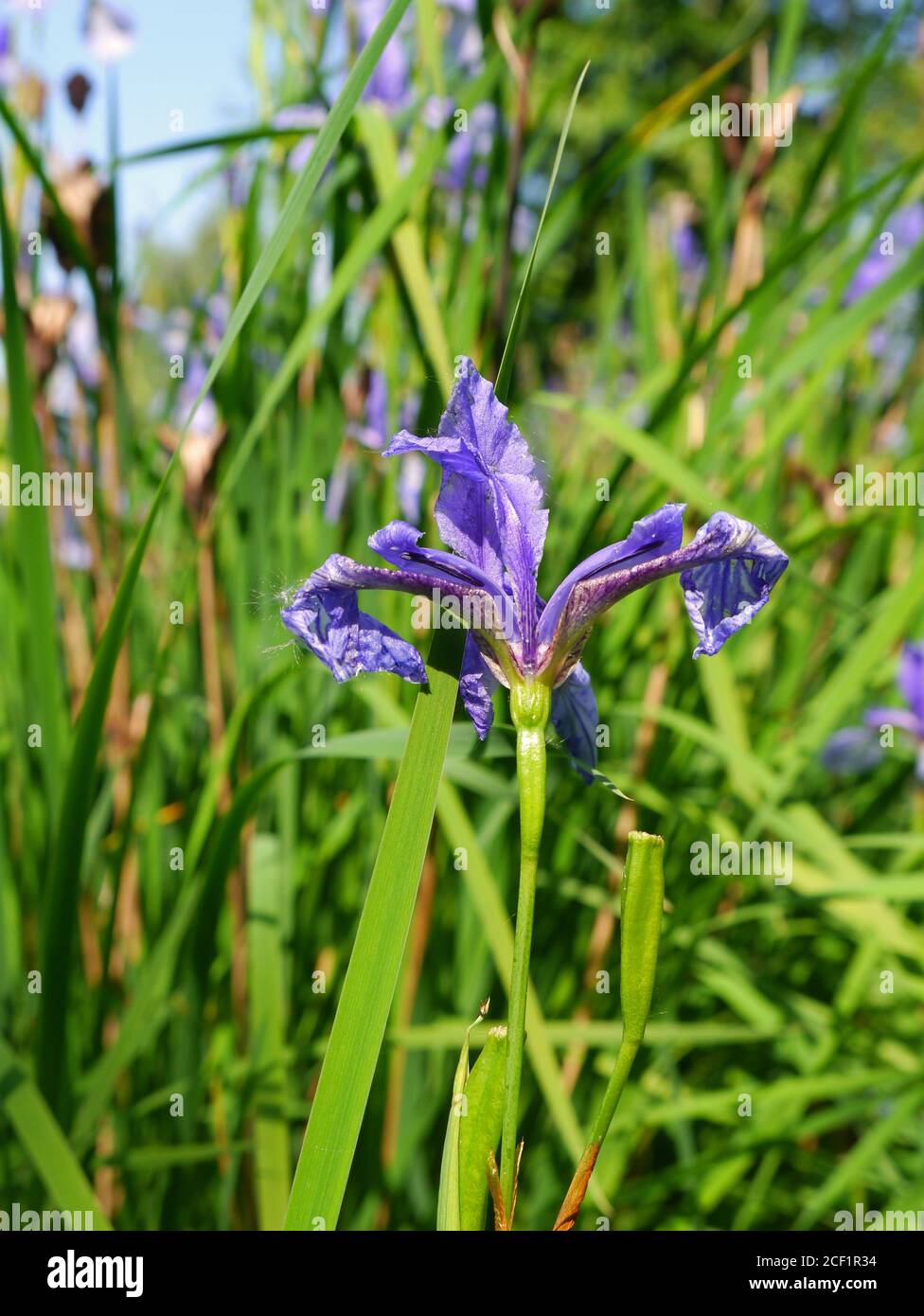 Siberian Iris, Iris sibirica Stock Photo