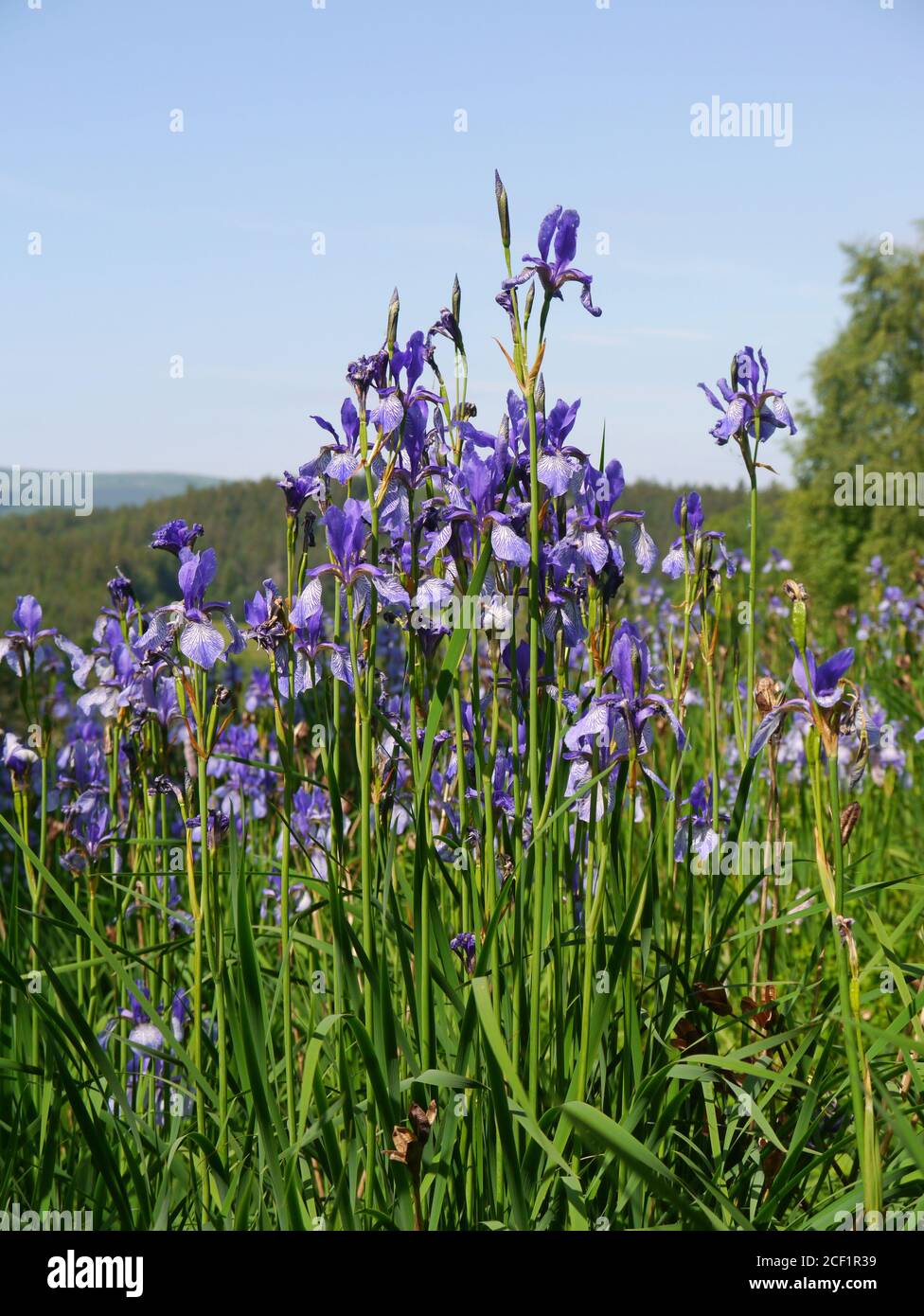 Siberian Iris, Iris sibirica Stock Photo