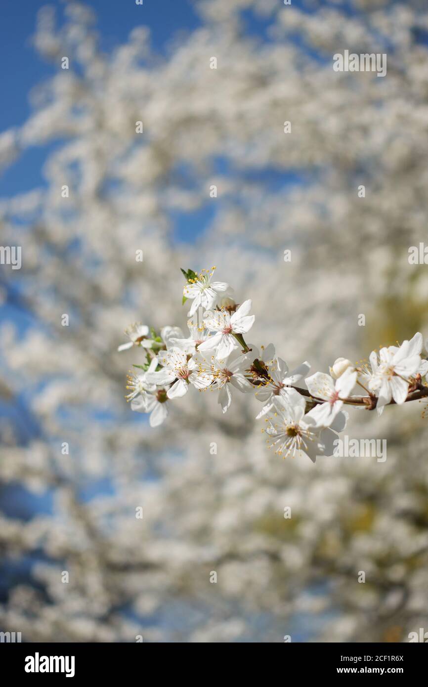 Closeup white spring tree with white apricot flowers blossom on a branch with clear blue sky background and daily light background. Spring and pollina Stock Photo