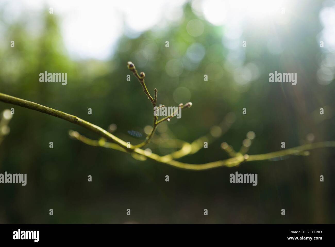 Green tree branch hi-res stock photography and images - Alamy