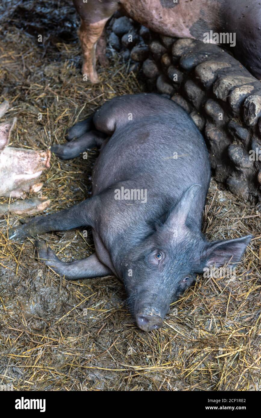 Grey pig lying in a pigsty Stock Photo