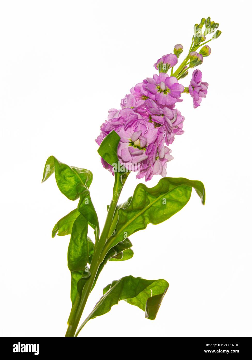 Photograph of a garden stock flower Mattiola incana taken against a white background Stock Photo