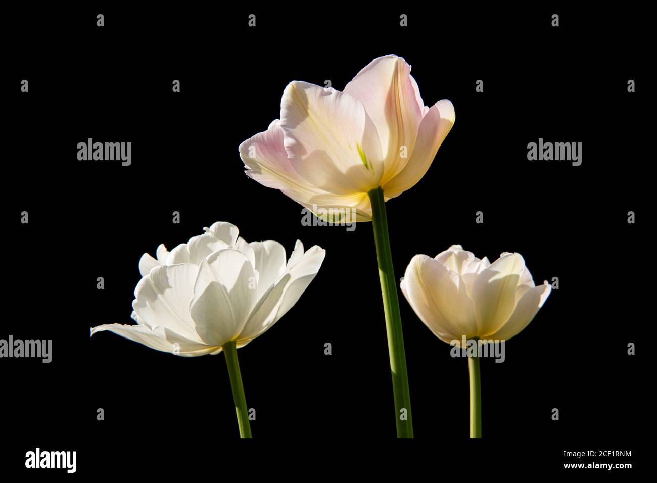 Three tulip flowers pointing towards the sun. Photograph taken against a black background. Stock Photo