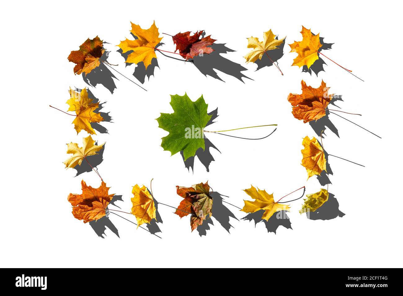 tree leaves isolated on white background Stock Photo - Alamy