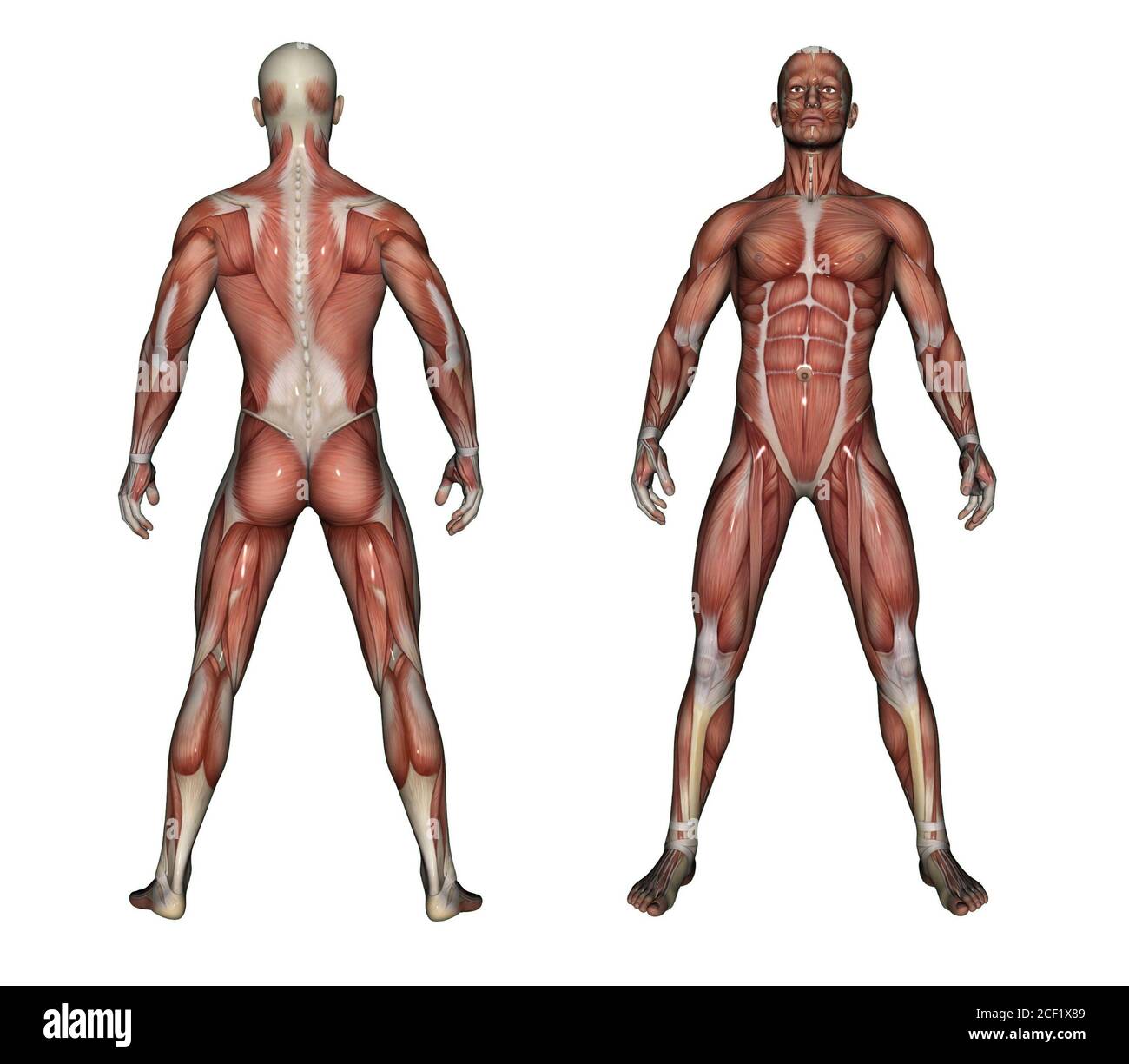 Male anatomy body full length front hi-res stock photography and images -  Alamy