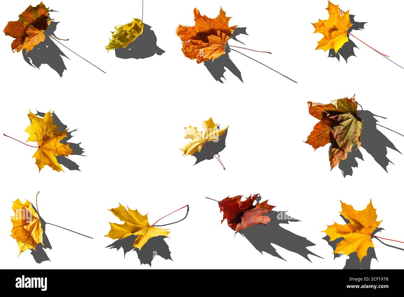 tree leaves isolated on white background Stock Photo - Alamy