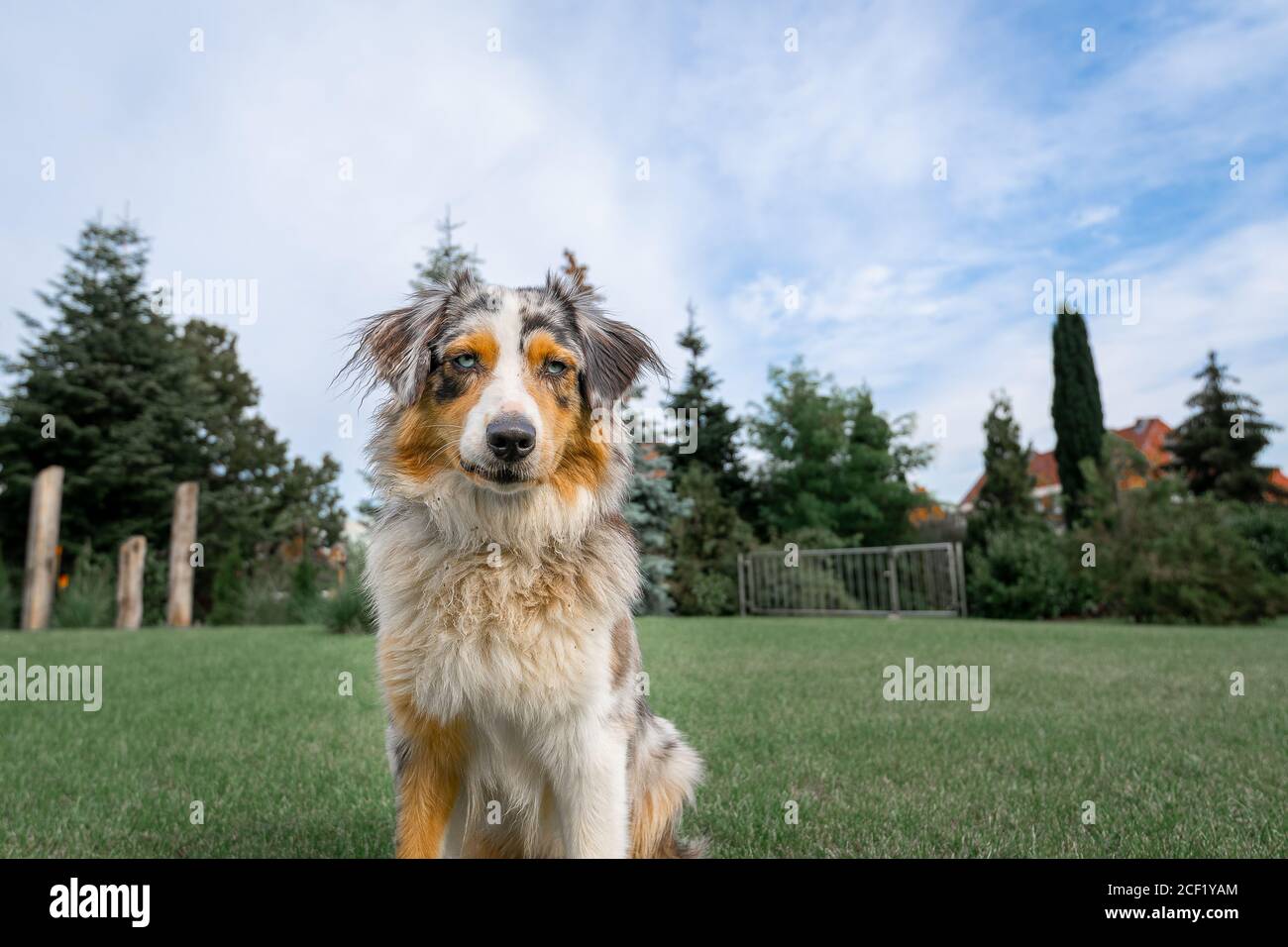 an australian shepherd wide angle shot sitting on the green gras and ...