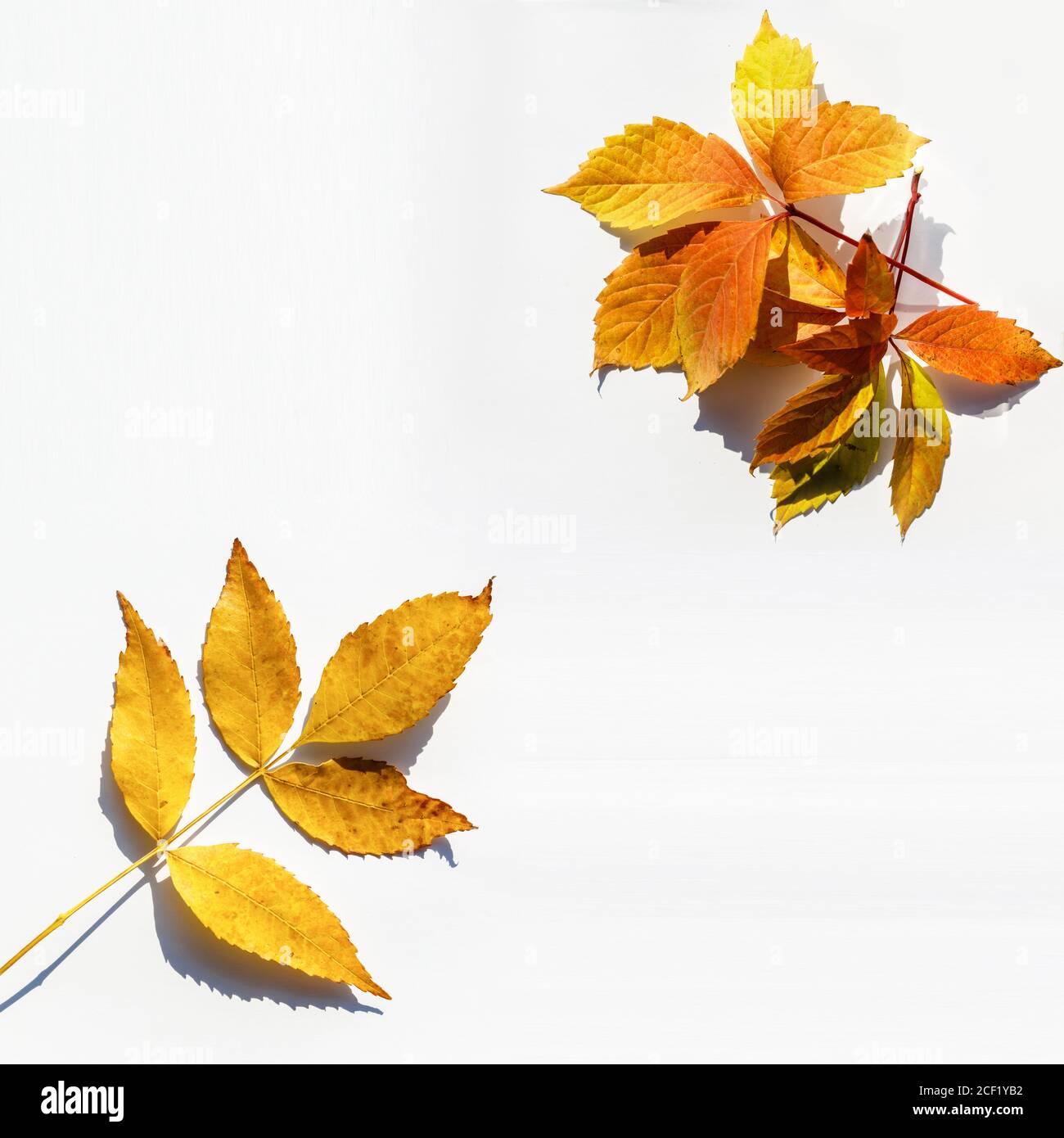 tree leaves isolated on white background Stock Photo - Alamy