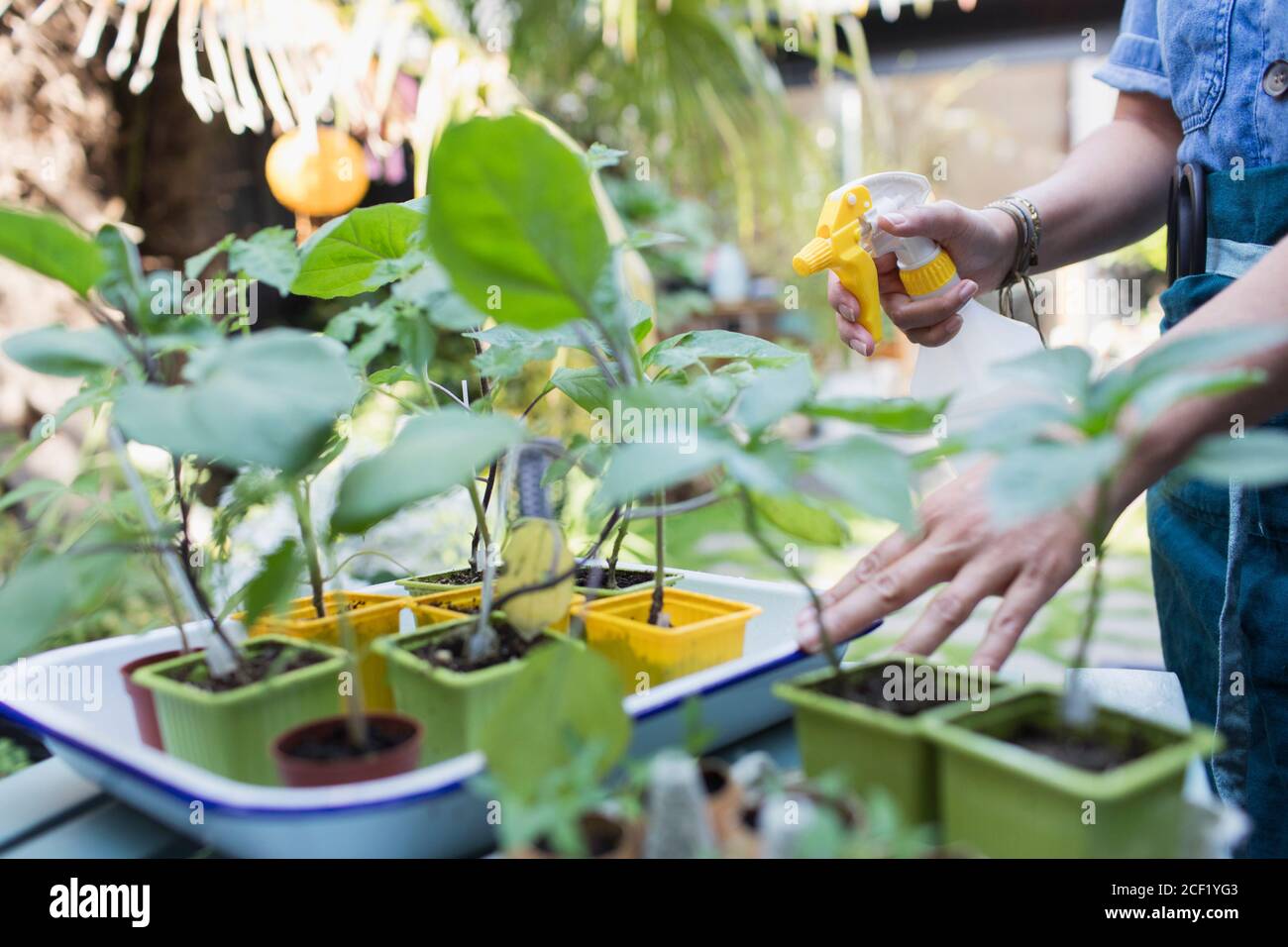 Woman watering potted plants with spray bottle Stock Photo Alamy