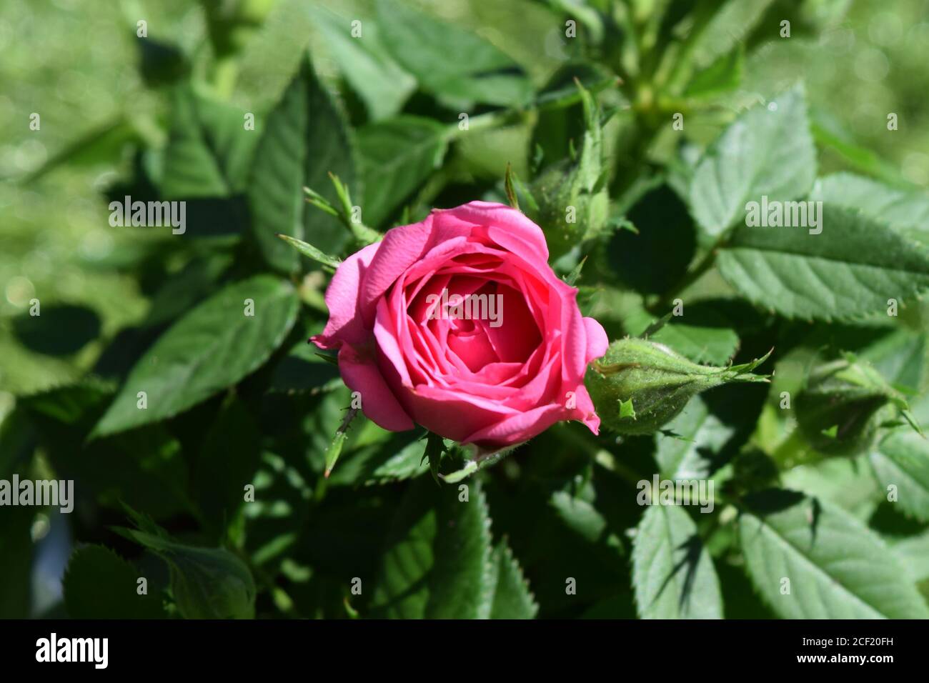 Mini rose bush in pot hi-res stock photography and images - Alamy