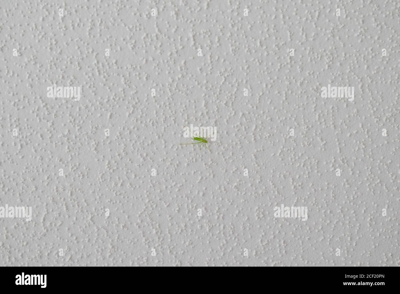 Small green grasshopper sitting on wall Stock Photo