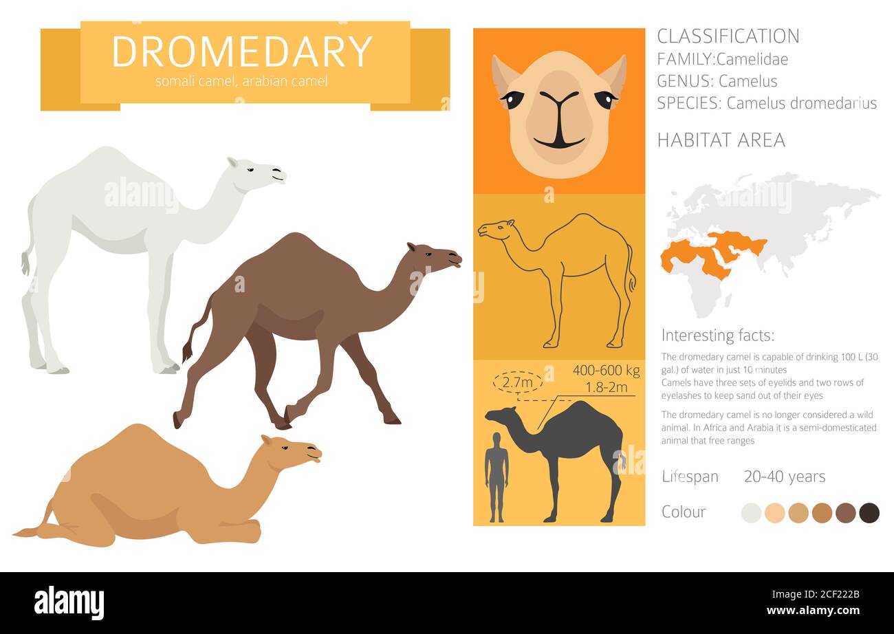 Camelids family collection. Dromedary camel infographic design. Vector illustration Stock Vector