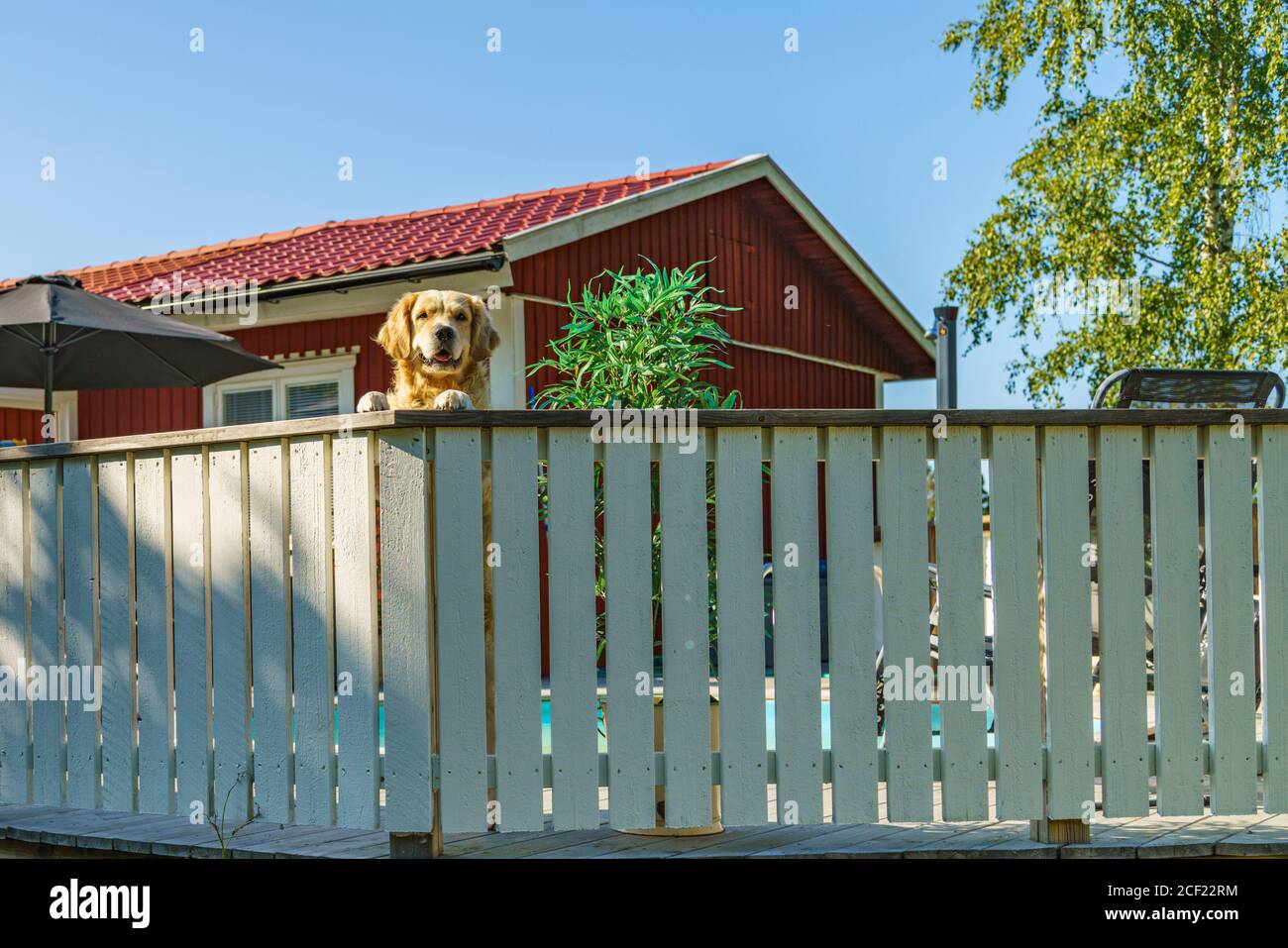 Golden retriever standing on his backlegs looking over a fence gurdaing his house, Gnesta, Sweden Stock Photo