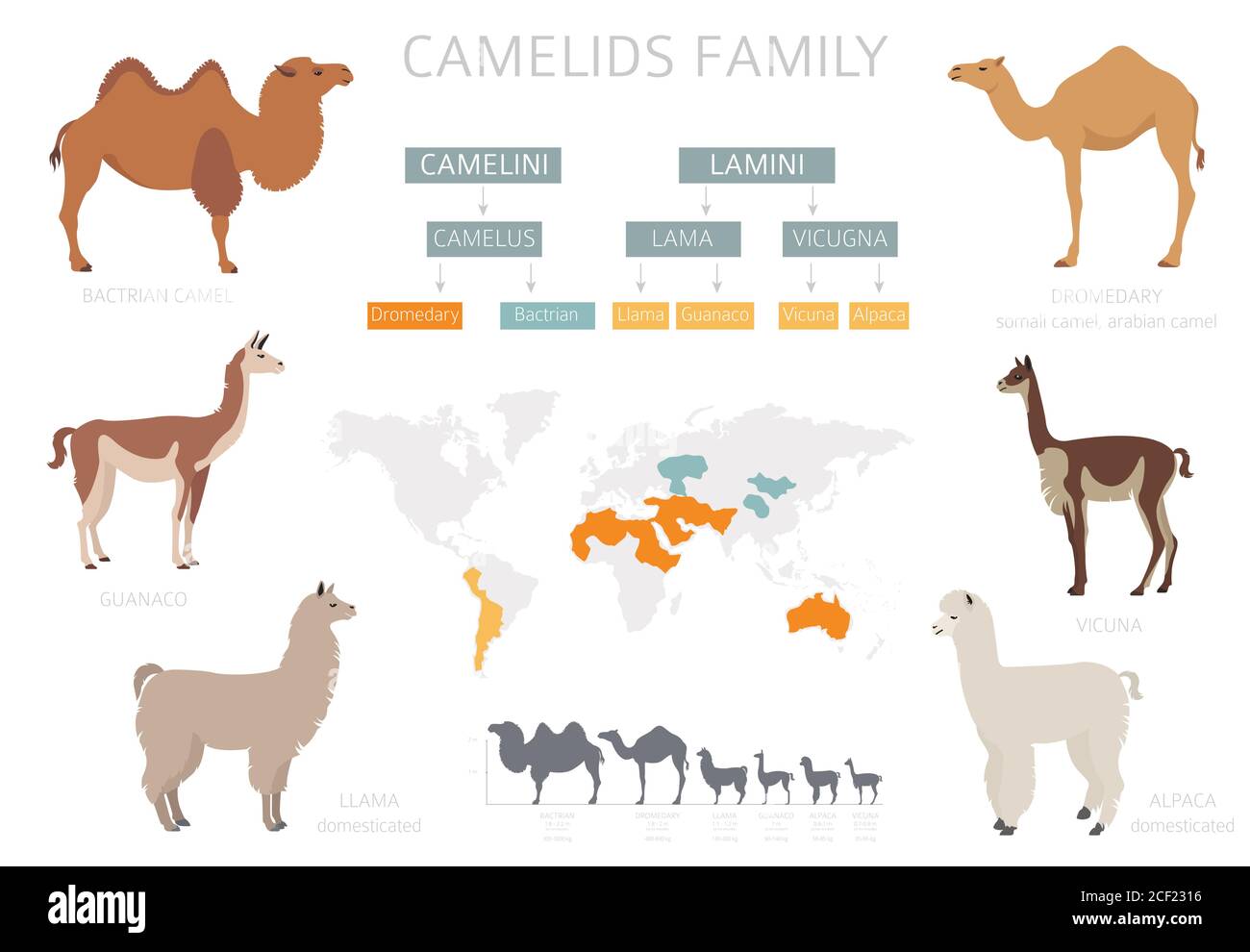 Camelids family collection. Camels and llama infographic design. Vector