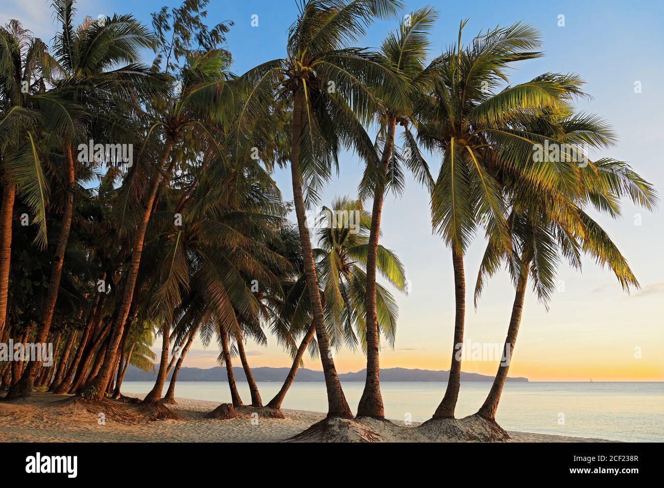 Empty clean paradise White Beach of Boracay Island with many coconut trees at sunset, Aklan, Visayas, Philippines, Stock Photo
