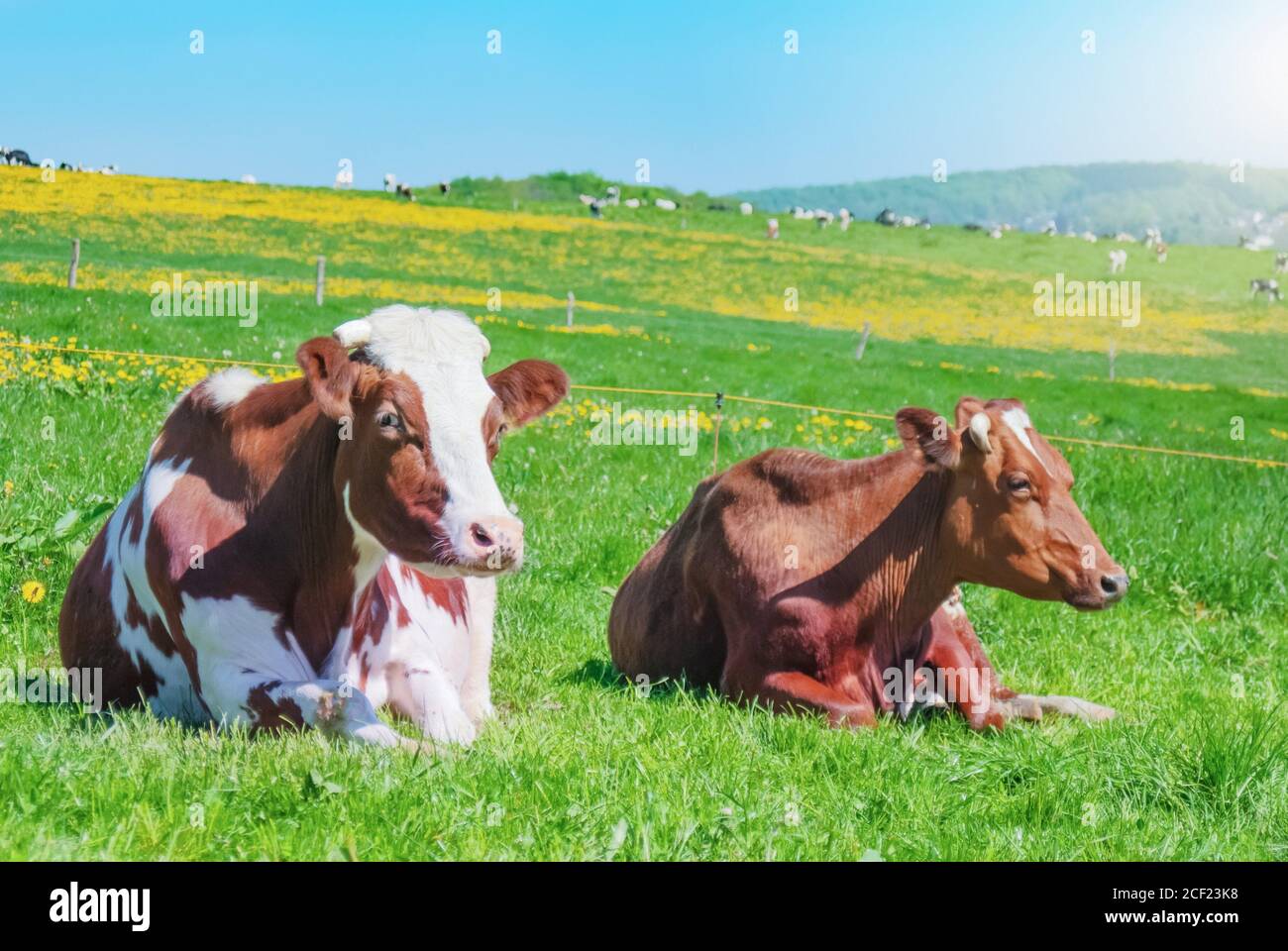 Cows grazing on a green summer meadow under blue clear sky in NRW, Germany. Stock Photo
