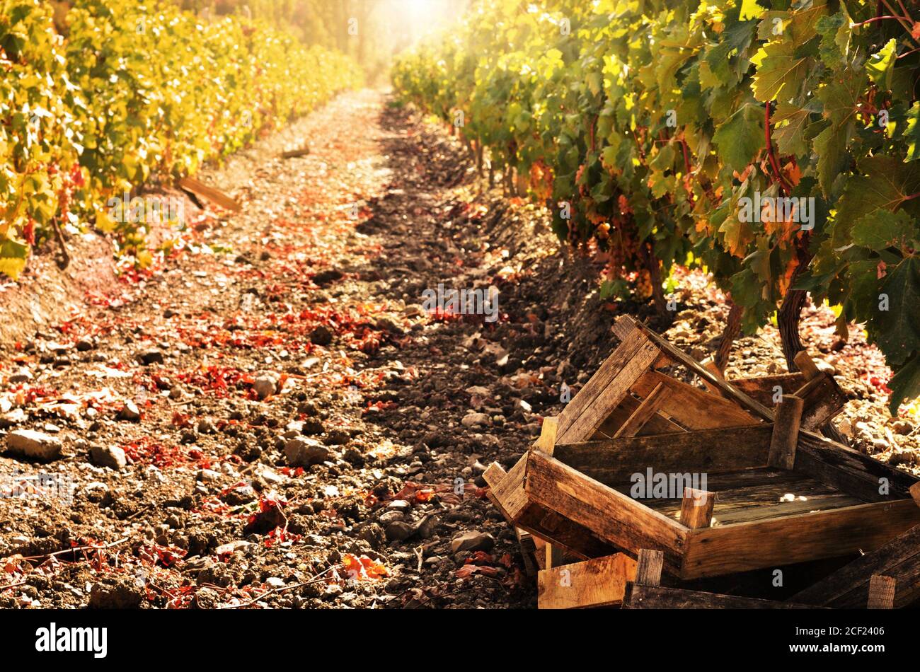 Crates ready for grape harvesting Stock Photo Alamy