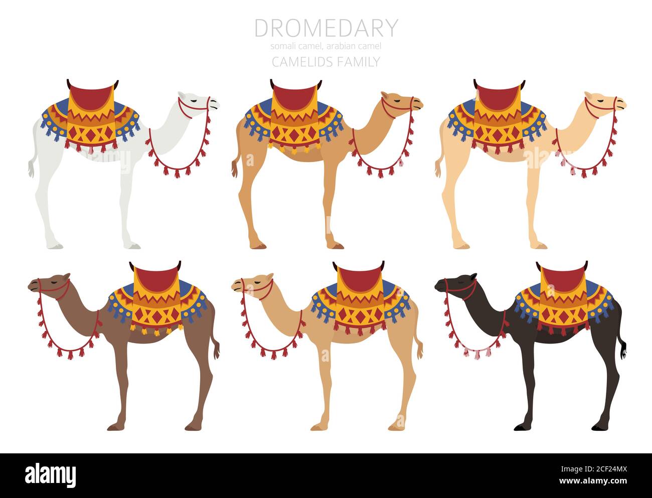 Camelids family collection. Dromedary camel infographic design. Vector illustration Stock Vector