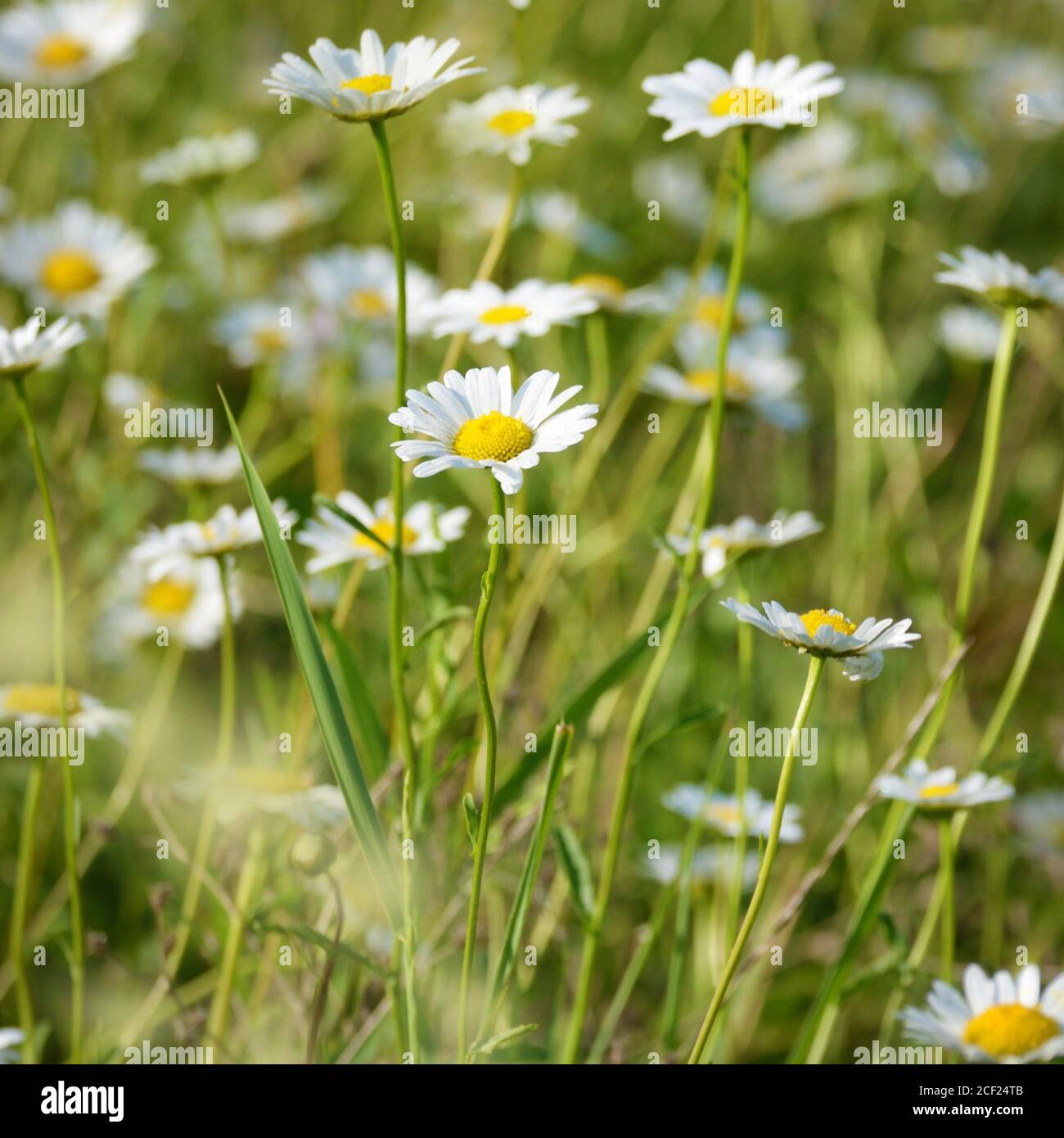 Field of daisy flowers summer day. Stock Photo