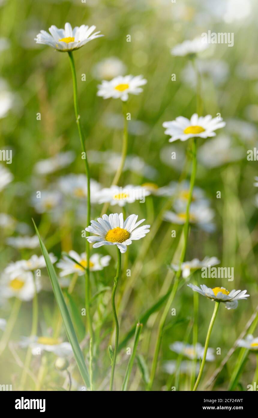 Field of daisy flowers summer day. Stock Photo