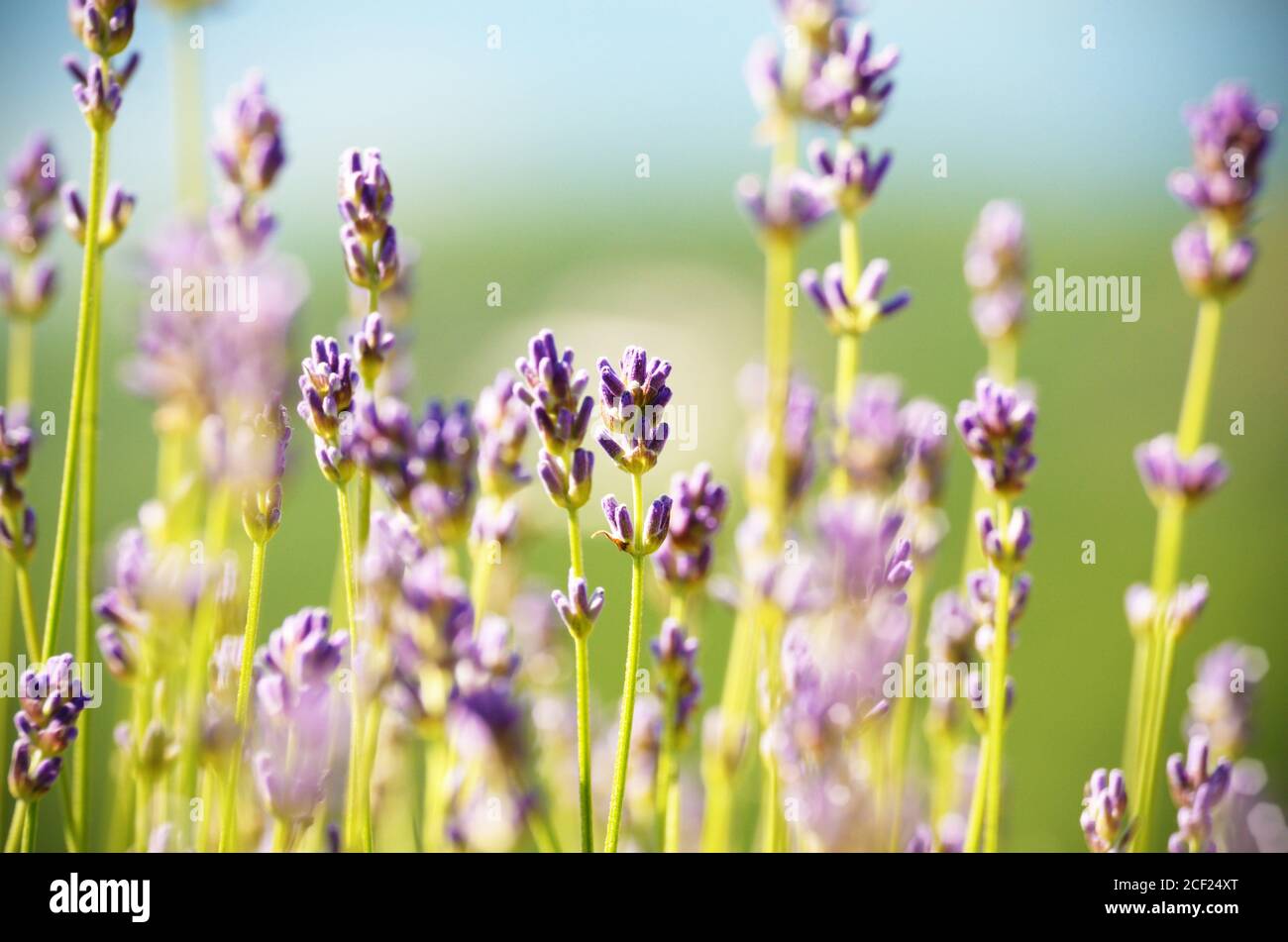Lavender flowers bloom summer time Stock Photo Alamy