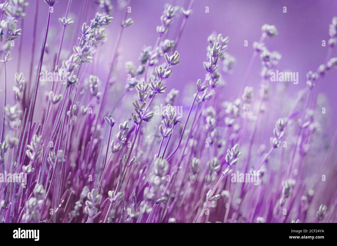 Lavender flowers bloom summer time Stock Photo Alamy