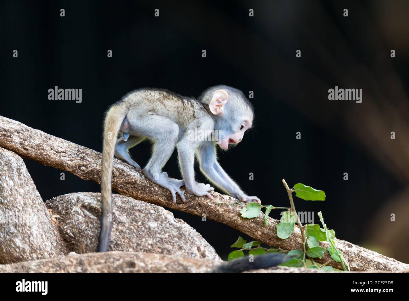 The monkey climbs around on a branch Stock Photo Alamy