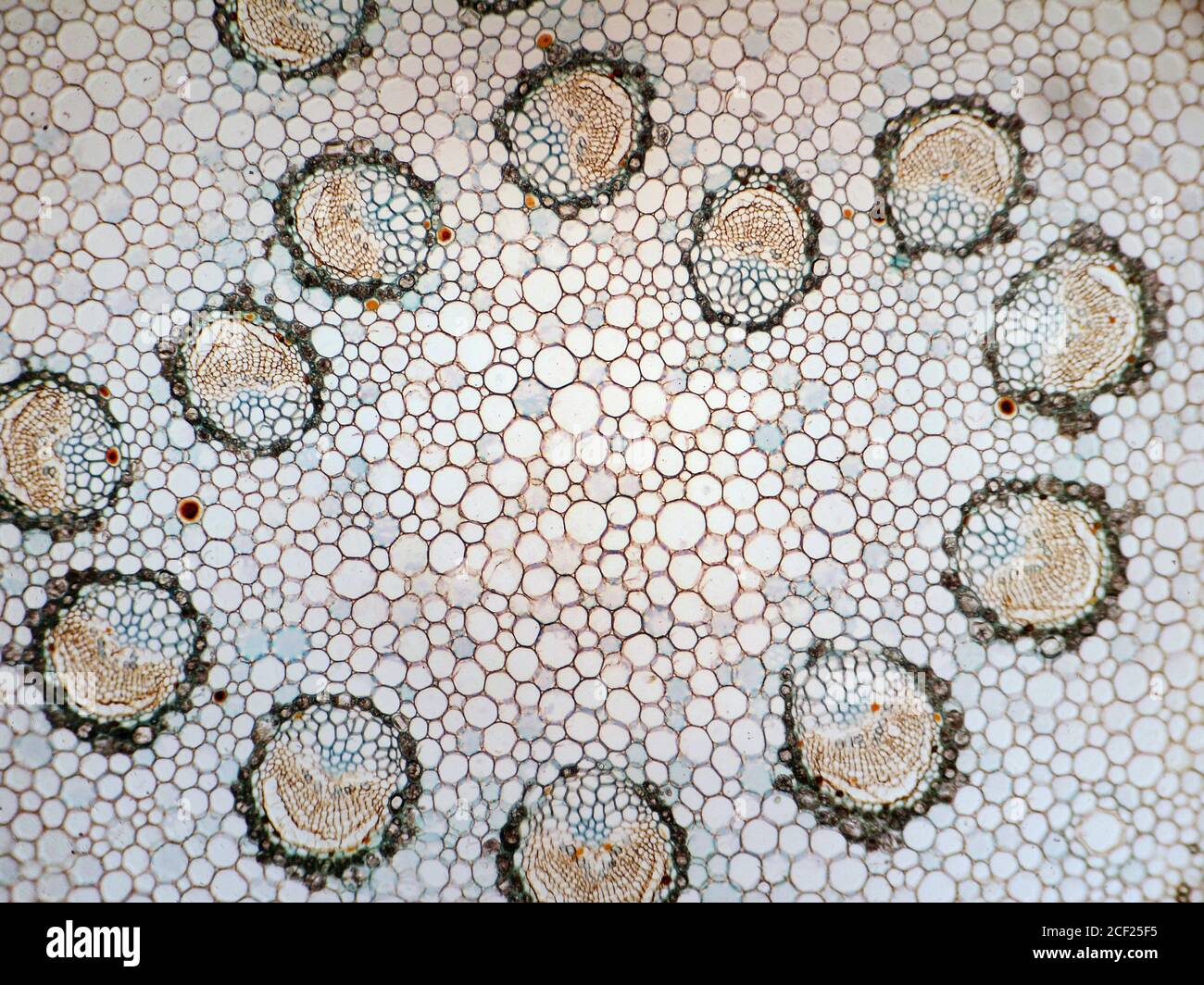Photomicrography of cross section of a petiole of Japanese sago palm. Cycas revoluta. Stock Photo