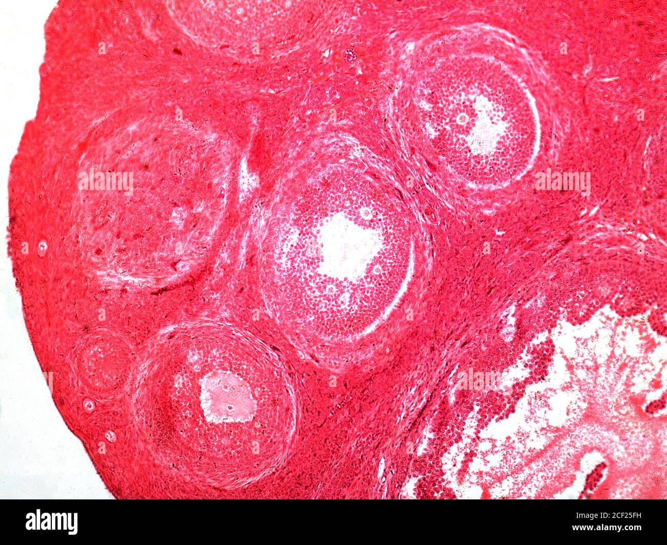 Photomicrography of mammalian oocyte. Stock Photo