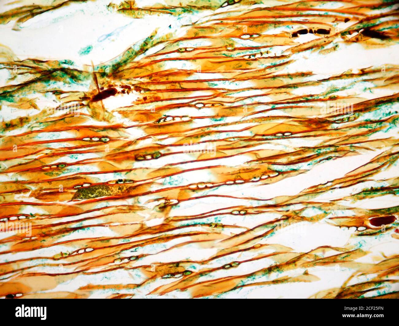 Microphotography of cells of wood cork. Quercus suber Stock Photo Alamy