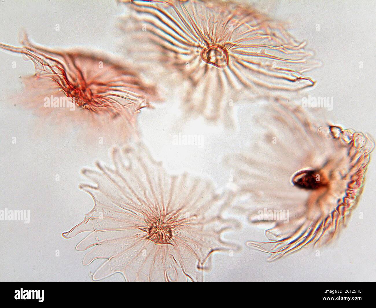 Microphotography of olive leaf hairs. Olea europaea Stock Photo Alamy