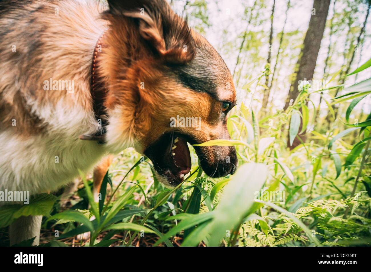 Dog Is Eating Grass. The Reasons For Eating Grass Can Be