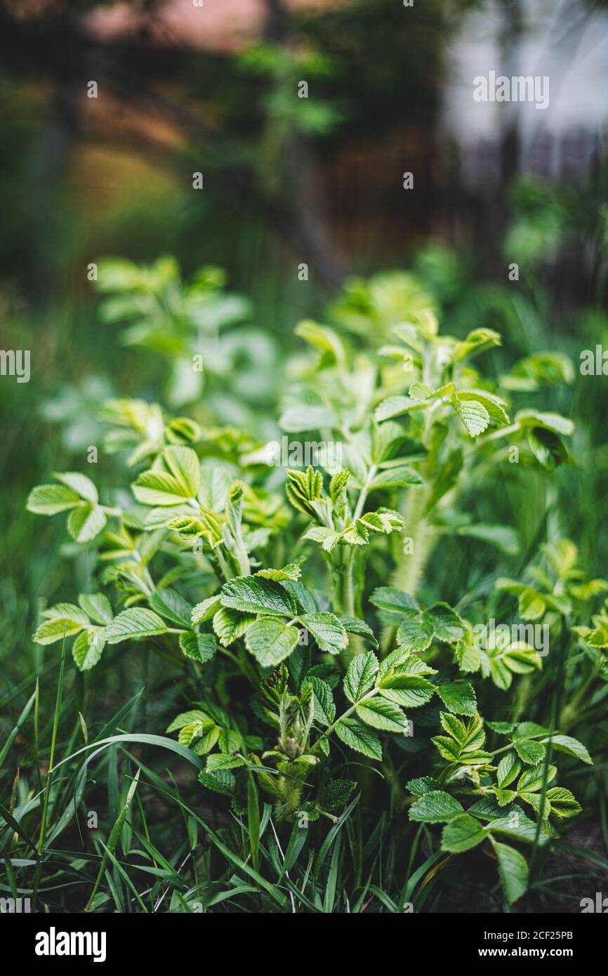 Young Fresh Leaves Of Rose Hip Or Rosehip. Rose Hips Contain Large Amounts Of Vitamins