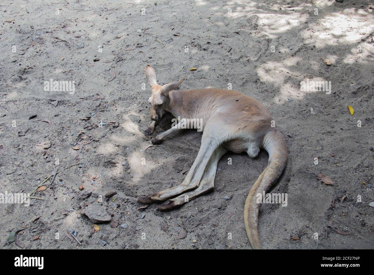 Kangaroo in zoo Stock Photo - Alamy