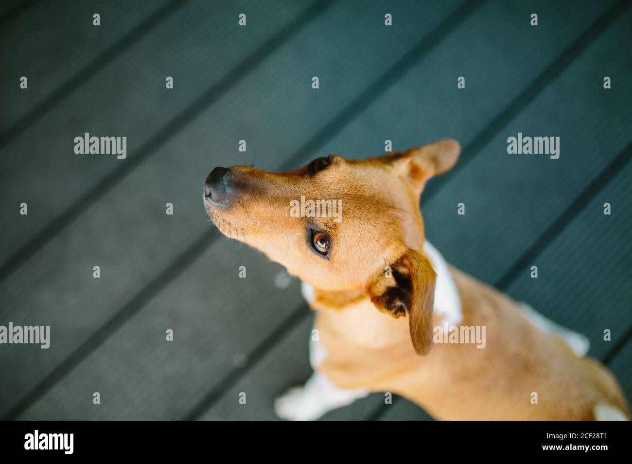 Cute basenji dog playing outdoors at daytime Stock Photo - Alamy