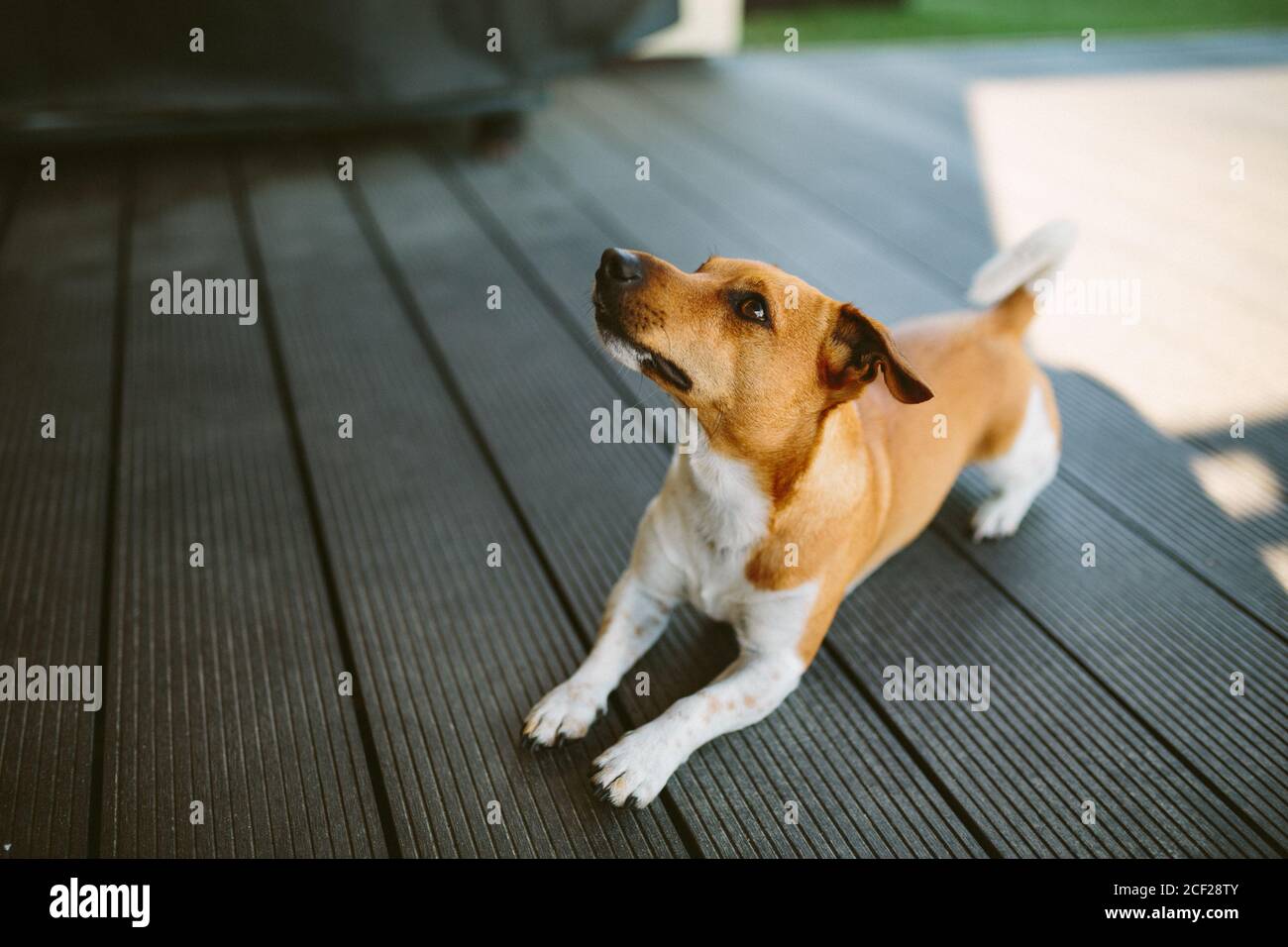 Cute basenji dog playing outdoors at daytime Stock Photo - Alamy