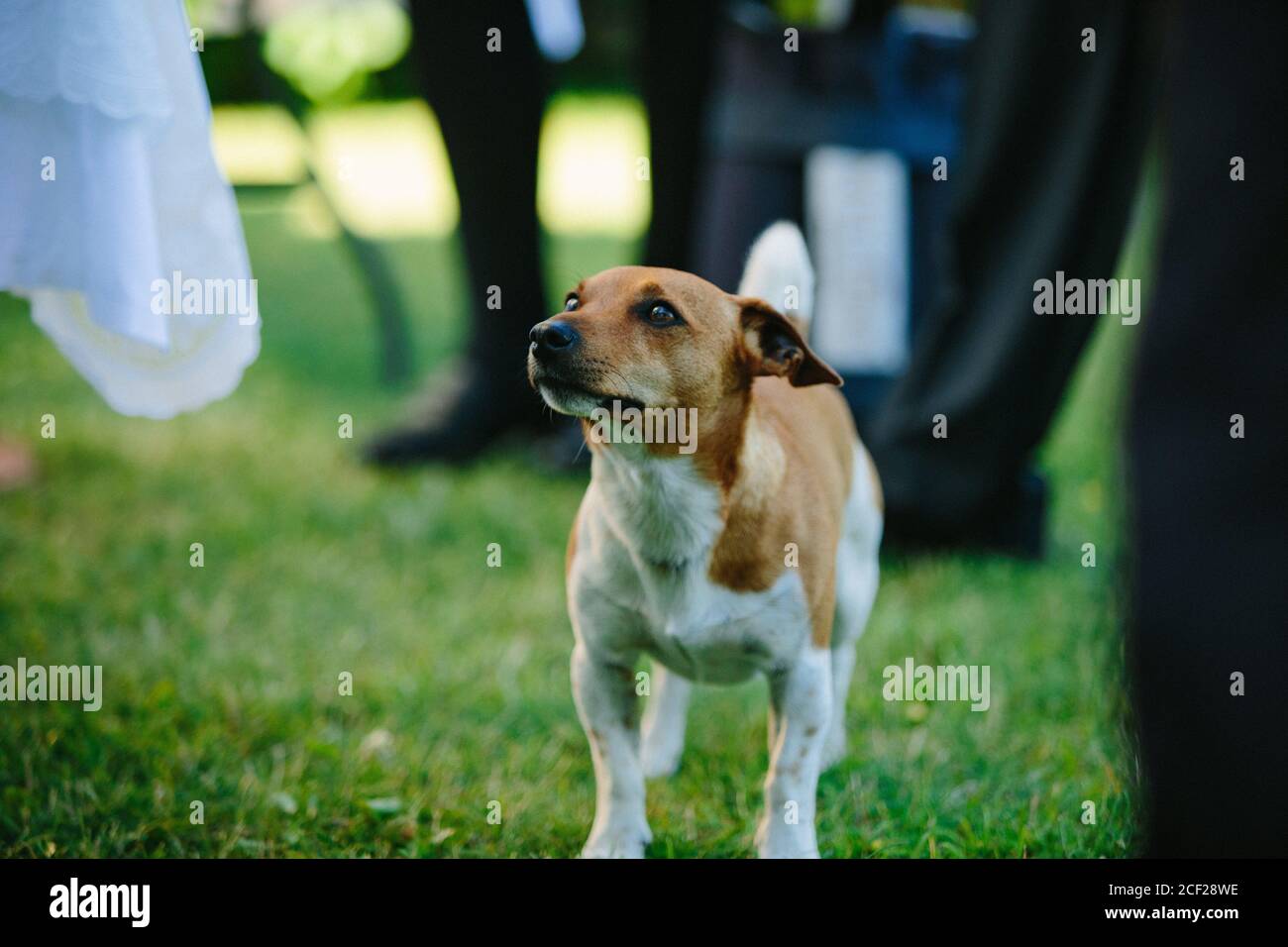 Cute basenji dog playing outdoors at daytime Stock Photo - Alamy