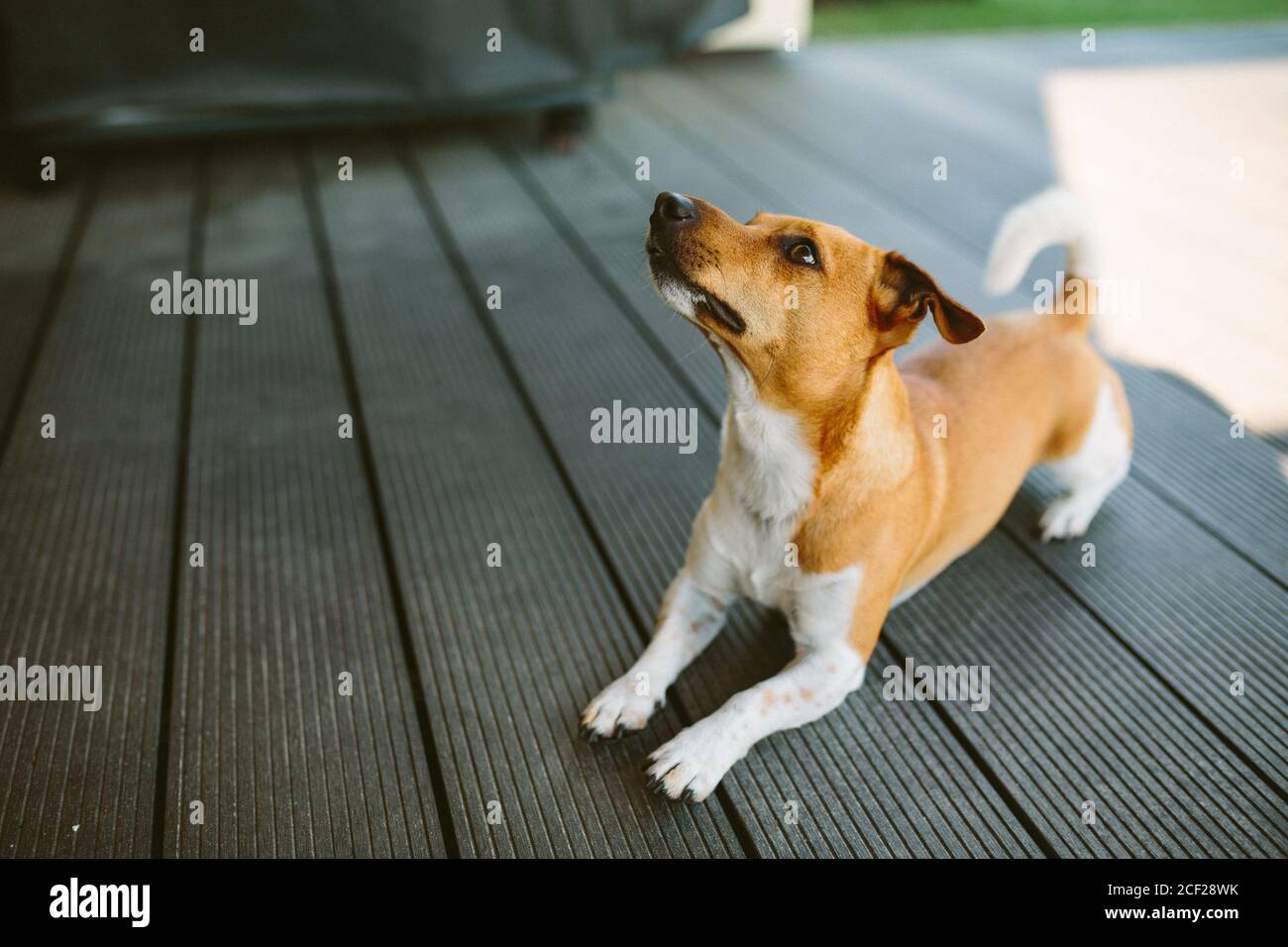 Cute basenji dog playing outdoors at daytime Stock Photo - Alamy