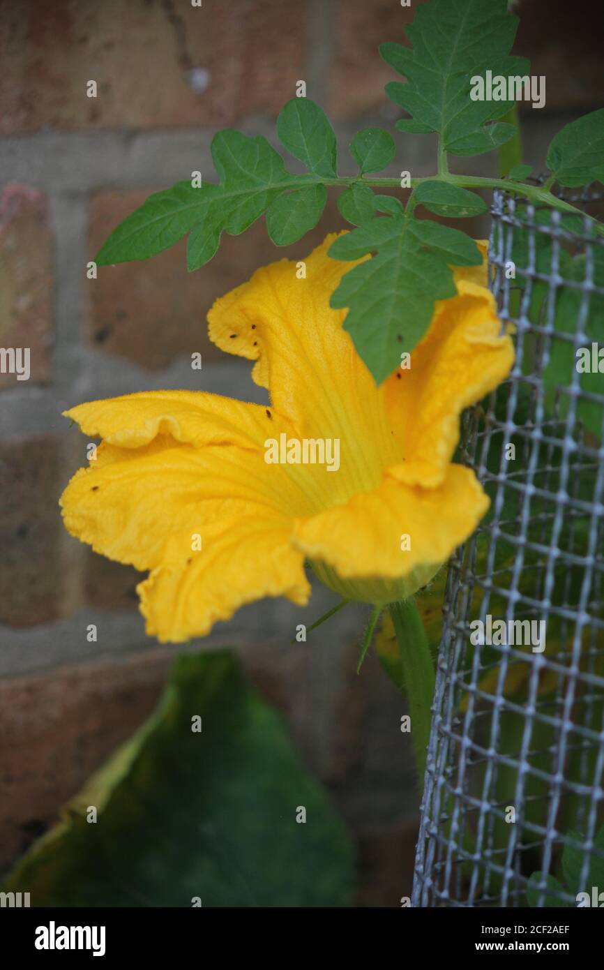 A beautiful pumpkin plant flower growing in the backyard organic garden. Stock Photo